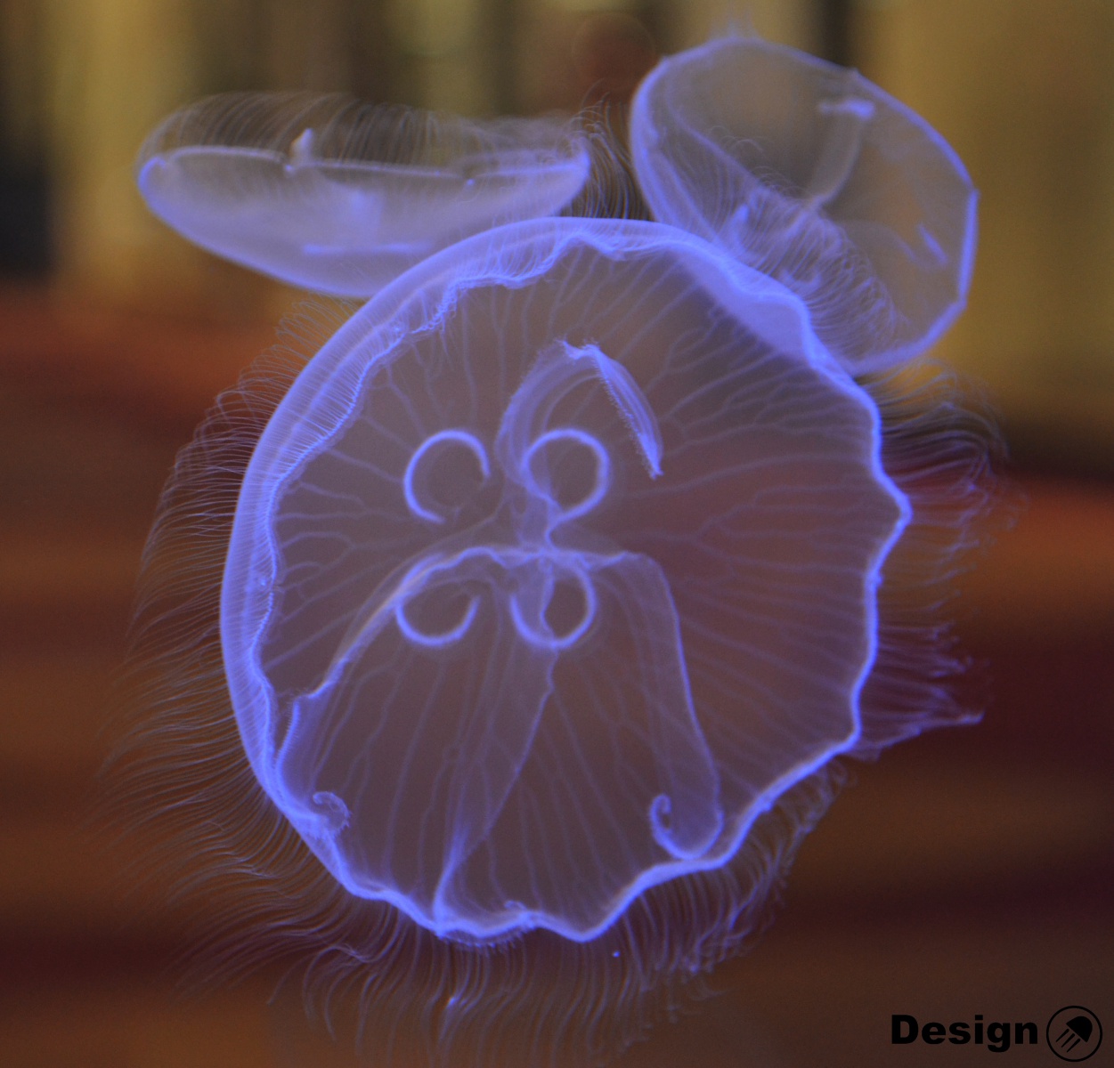 moon-jellyfish.jpg - Designjellyfish