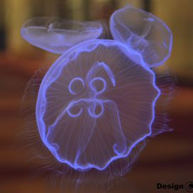 moon-jellyfish.jpg