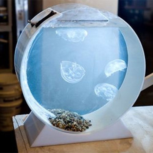 Desktop-Jellyfish-Tank-akvarium-pro-meduzy-jellyfishart-500x500.jpg - Designjellyfish