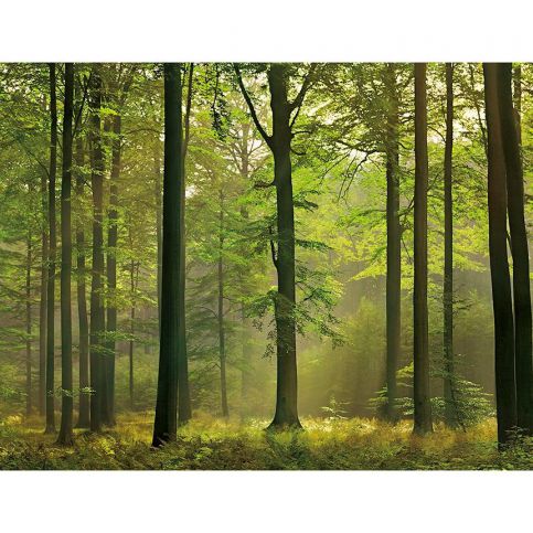 Tapeta Autumn Forest 254x366 cm - Vivre.cz