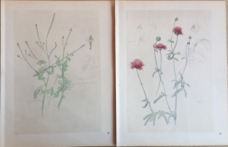 Josef Mánes - Herbarium - 06.JPG - Designová dílna Kovaný Petr