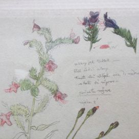 Josef Mánes - Herbarium 06.JPG Designová dílna Kovaný Petr