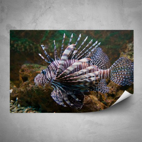 Plakát - Mořská ryba (60x40 cm) - PopyDesign - Popydesign