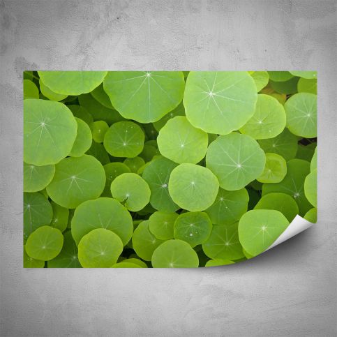 Plakát - Zelené listy makro (60x40 cm) - PopyDesign - Popydesign