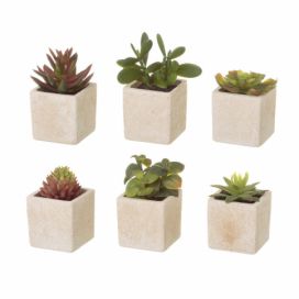 Umělé rostliny v sadě 6 ks (výška 9,5 cm) Cactus – Casa Selección Bonami.cz