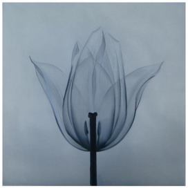 Obraz - Tulipán