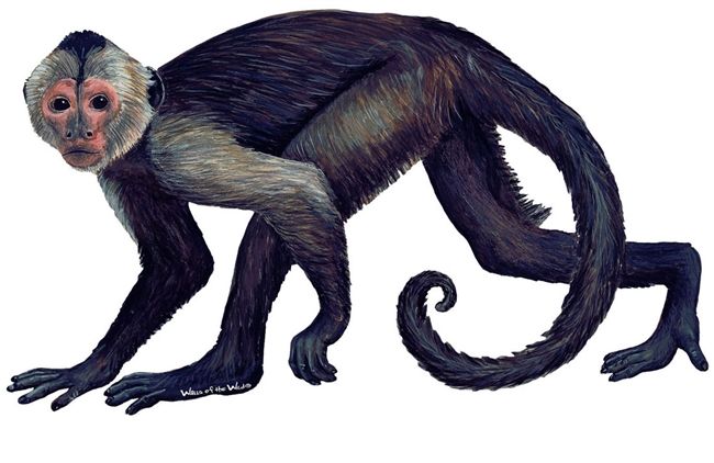 Samolepící dekorace  Opice - malpa kapucínská - Dětské dekorace Lunami