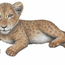 Samolepící dekorace  Lev mládě
