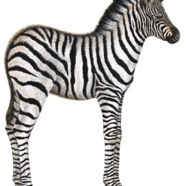 Samolepící dekorace  Zebra