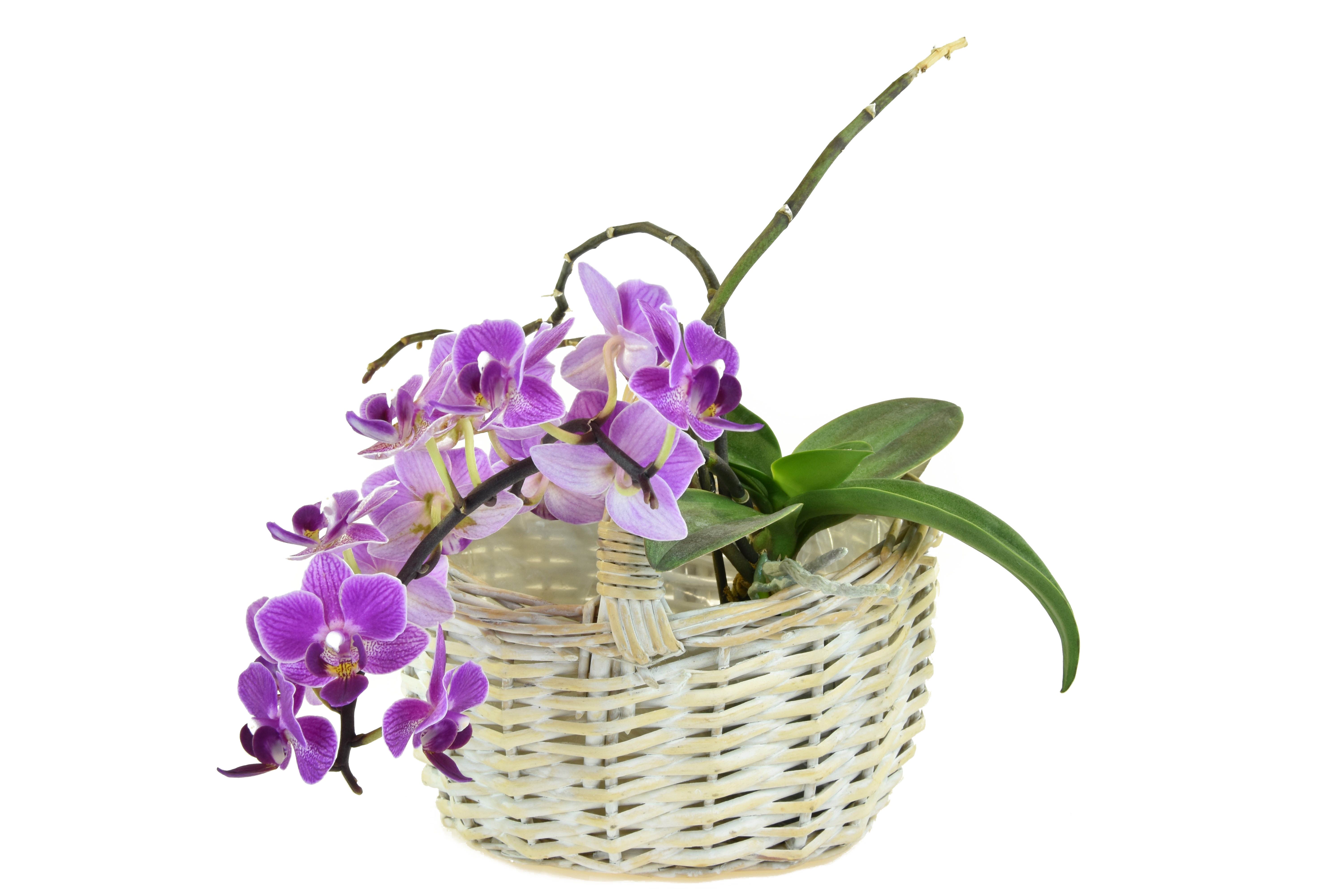 Vingo Proutěný květináč košíček s igelitovou vložkou - 17x14cm - Vingo