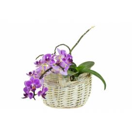 Vingo Proutěný květináč košíček s igelitovou vložkou - 17x14cm