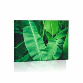LED obraz Tropické listy 45x30 cm