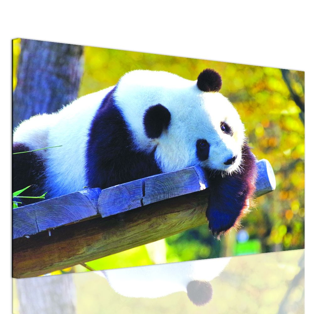 Jednodílný obraz panda Velikost (šířka x výška): 90x60 cm - S-obrazy.cz