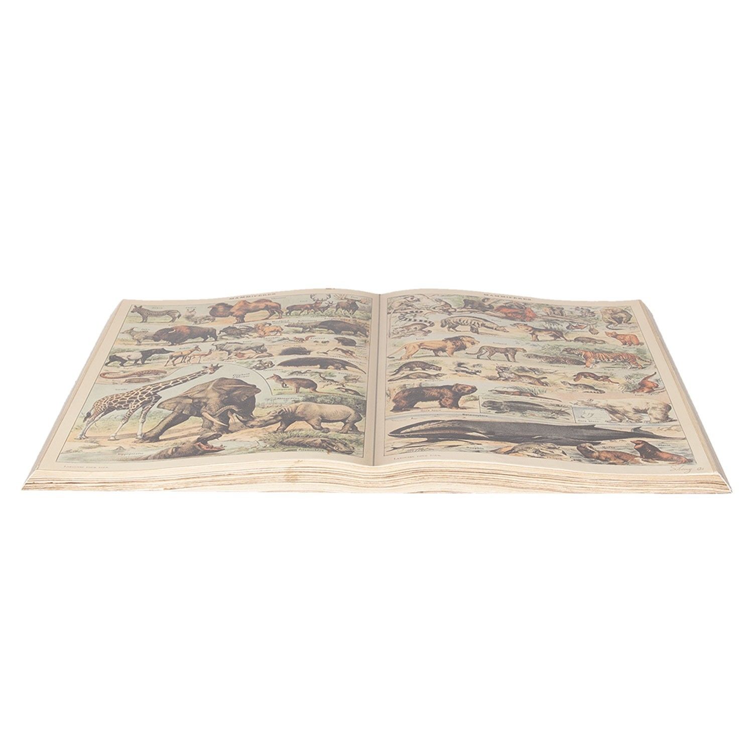 Dekorační obraz otevřená kniha se zvířaty - 65*40 cm Clayre & Eef - LaHome - vintage dekorace