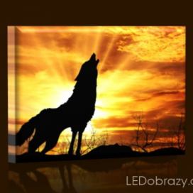 LED obraz Vlk při západu slunce 45x30 cm