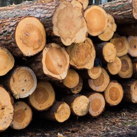 beech-logs-national-park-forest-lumber-wood-material.jpg
