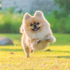 cute-puppies-pomeranian-mixed-breed-pekingese-dog-run-grass-with-happiness.jpg