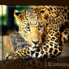 LED obraz Gepard 45x30