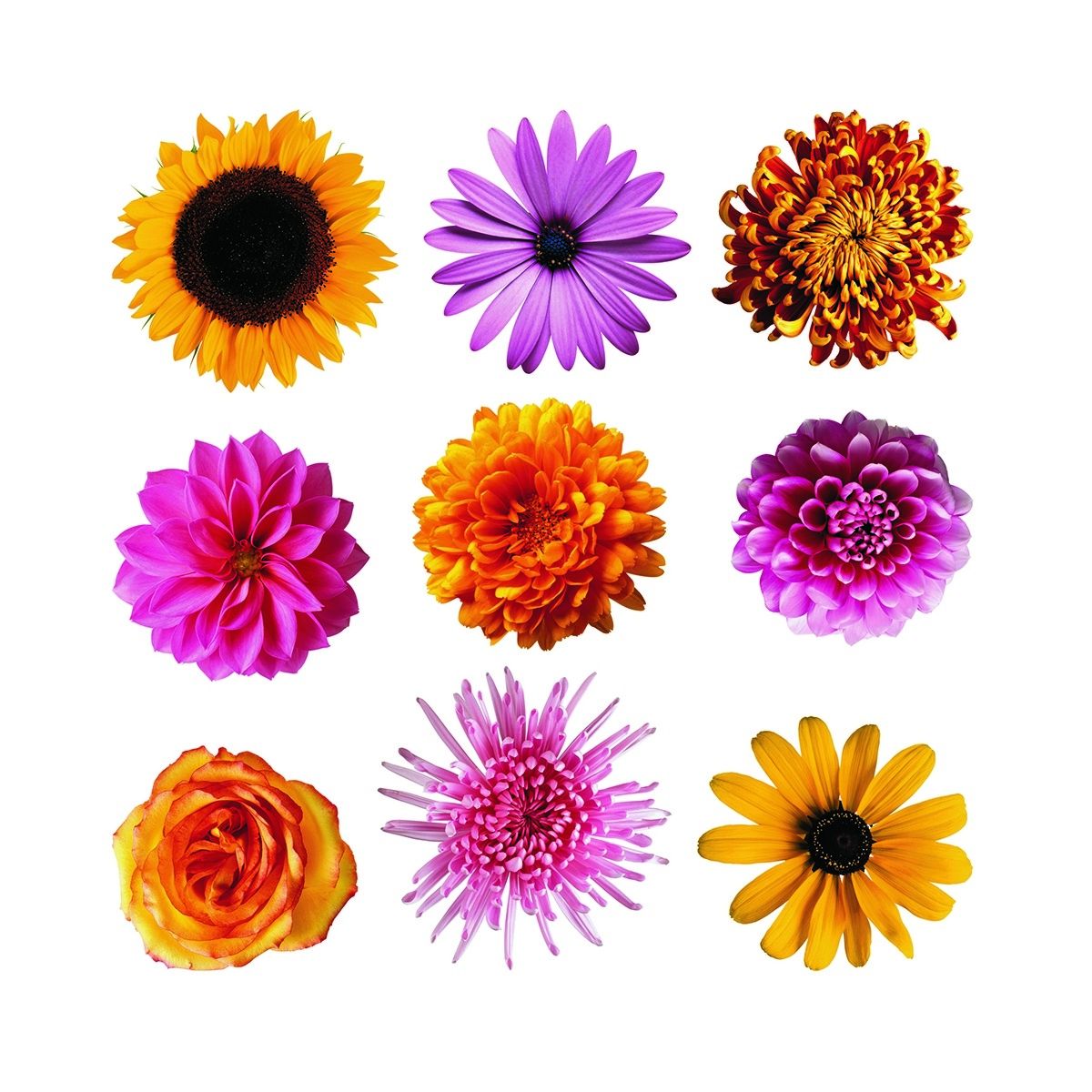 Samolepicí dekorace Flowers, 30 x 30 cm  - 4home.cz