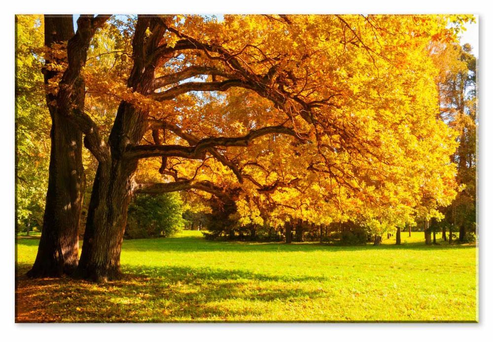 Obraz žlutý strom Velikost (šířka x výška): 45x30 cm - S-obrazy.cz