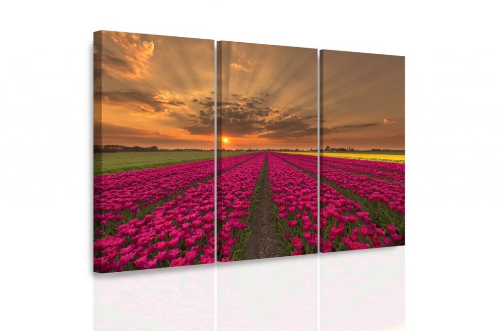 Vícedílný obraz pole tulipánů Velikost (šířka x výška): 120x80 cm - S-obrazy.cz