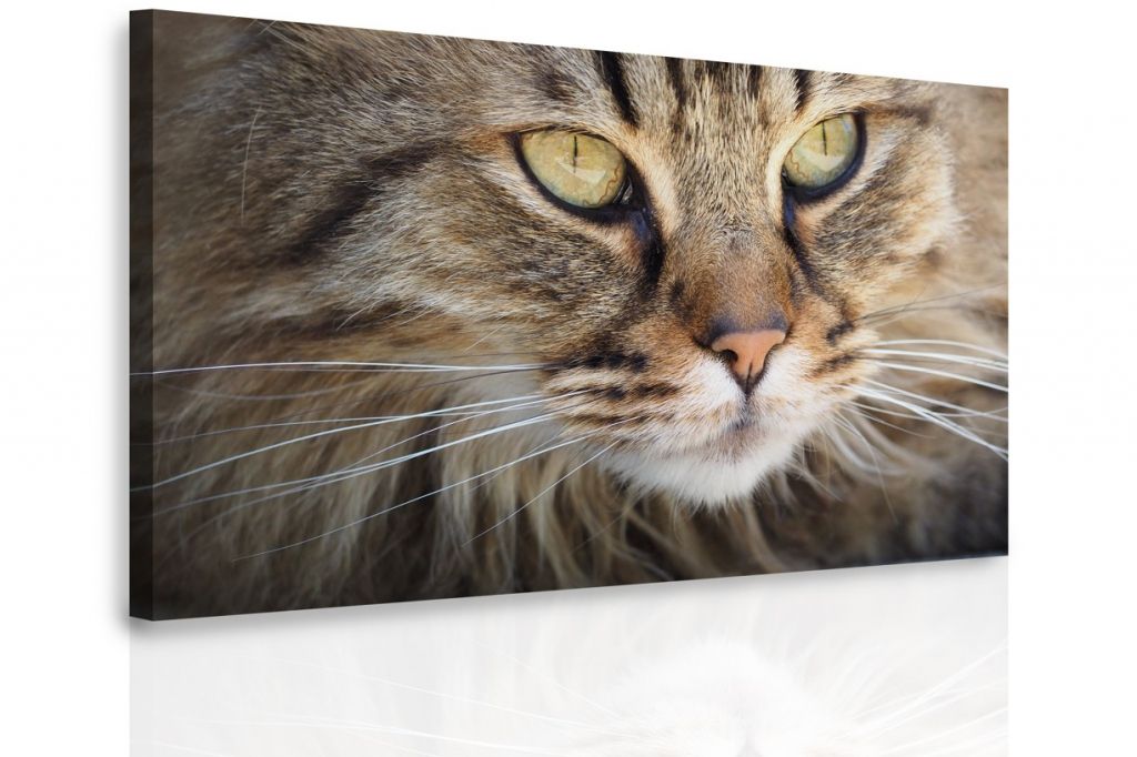 Obraz kočičí oči Velikost (šířka x výška): 60x40 cm - S-obrazy.cz