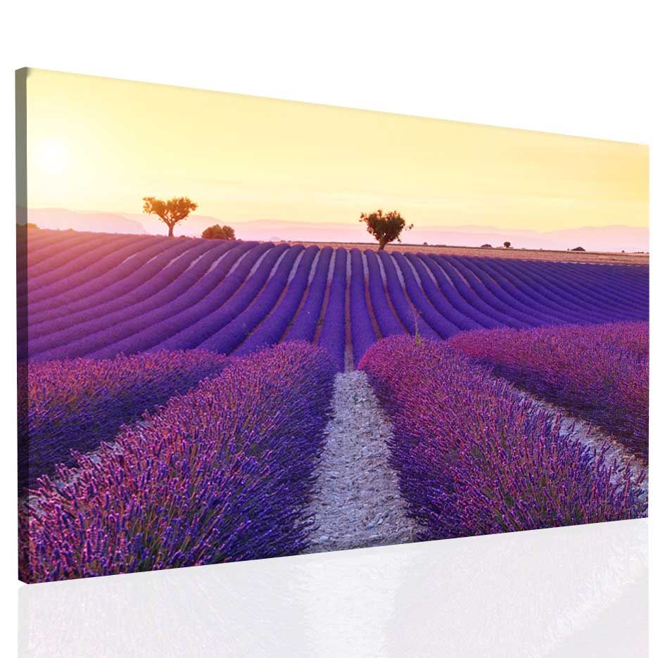 Obraz Provence Velikost (šířka x výška): 60x40 cm - S-obrazy.cz
