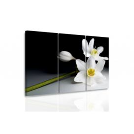 Třídílný obraz narcis Velikost (šířka x výška): 120x80 cm