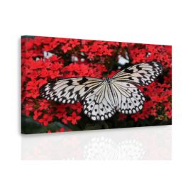 Obraz motýl na květech Velikost (šířka x výška): 60x40 cm