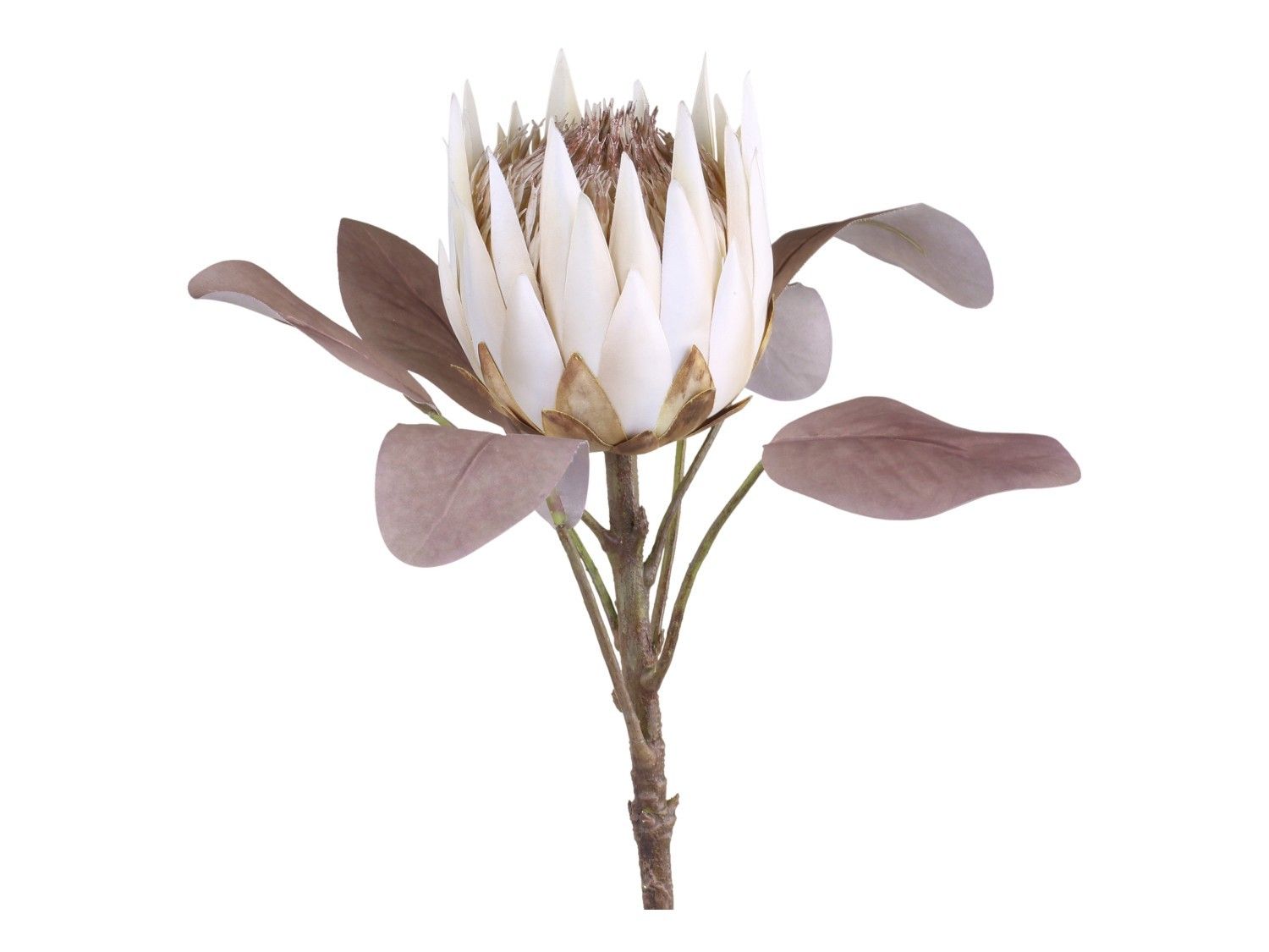 Dekorace umělá krémová květina Protea cream - 66 cm Chic Antique - LaHome - vintage dekorace
