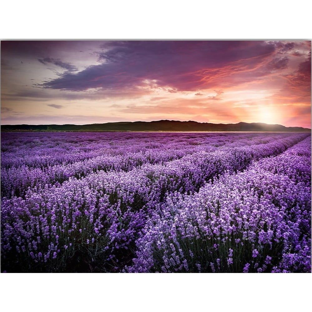 Obraz 100x70 cm Lavender Field – Wallity - Bonami.cz