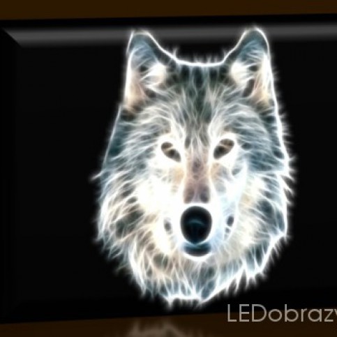 LED obraz Šedý vlk 45x30 cm - LEDobrazy.cz