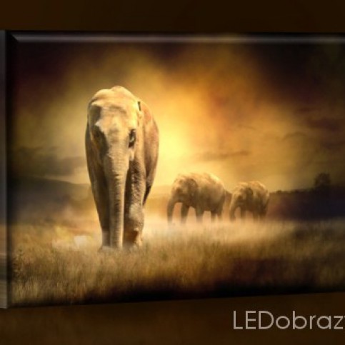 LED obraz Sloni v Africe 45x30 cm - LEDobrazy.cz