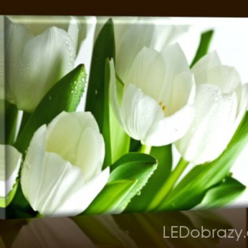 LED obraz Bílé květiny 45x30 cm - LEDobrazy.cz