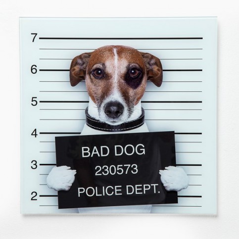 Obraz na skle Bad Dog 40x40cm - KARE