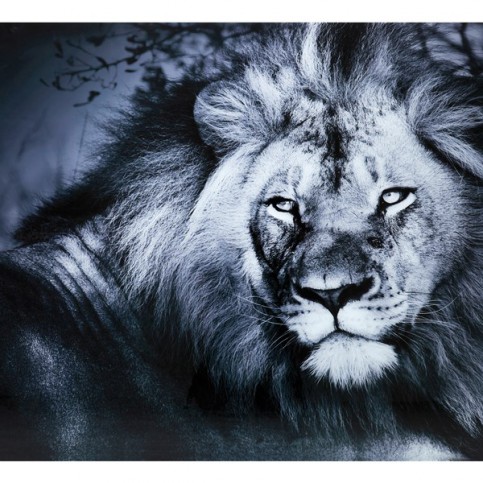 Obraz na skle Lion King Lying 120x160cm - KARE