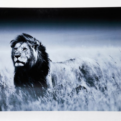 Obraz na skle Lion King Standing 120x160cm - KARE