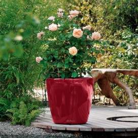Samozavlažovací květináč Classico Lechuza, scarlet, 28 x 28 x 26 cm