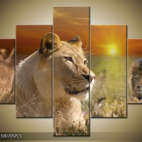 Vícedílný obraz Lví rodina 100x70 cm - LEDobrazy.cz