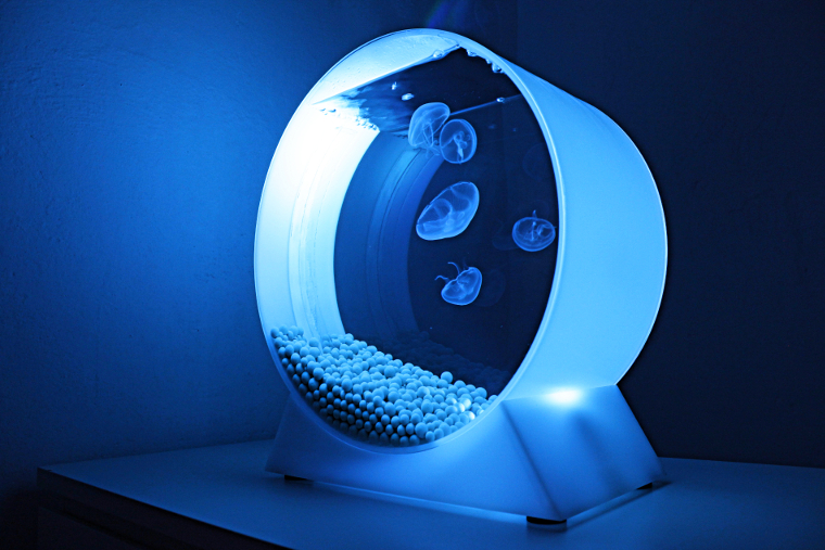 Jellyfish-Art-Quallen-Aquarium-B.jpg - Designjellyfish