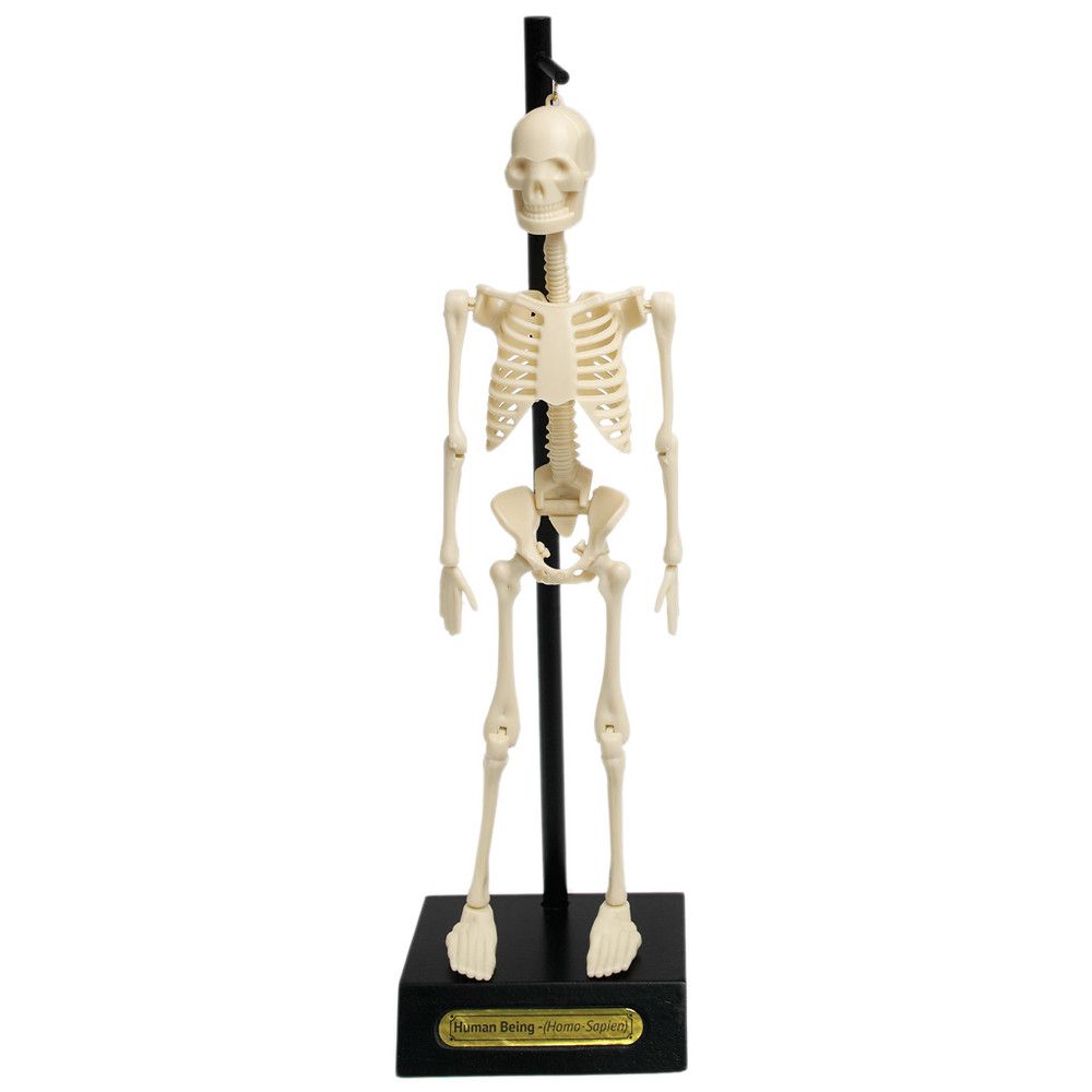Model kostry Rex London Anatomical - Bonami.cz