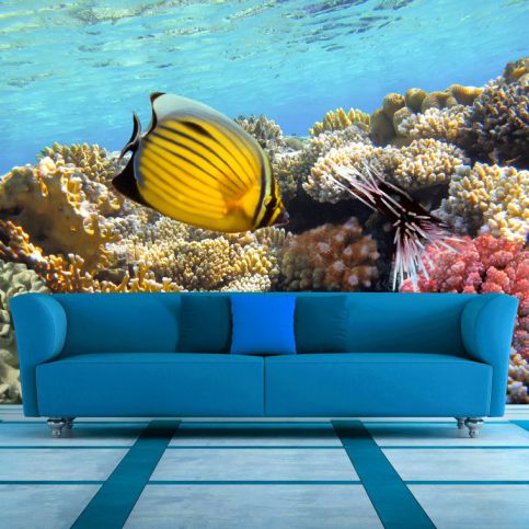 Tapeta - Mořské rybky (120x80 cm) - PopyDesign - Popydesign