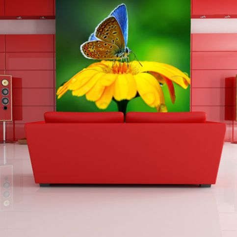 Tapeta - Motýl na květu 2 (120x80 cm) - PopyDesign - Popydesign