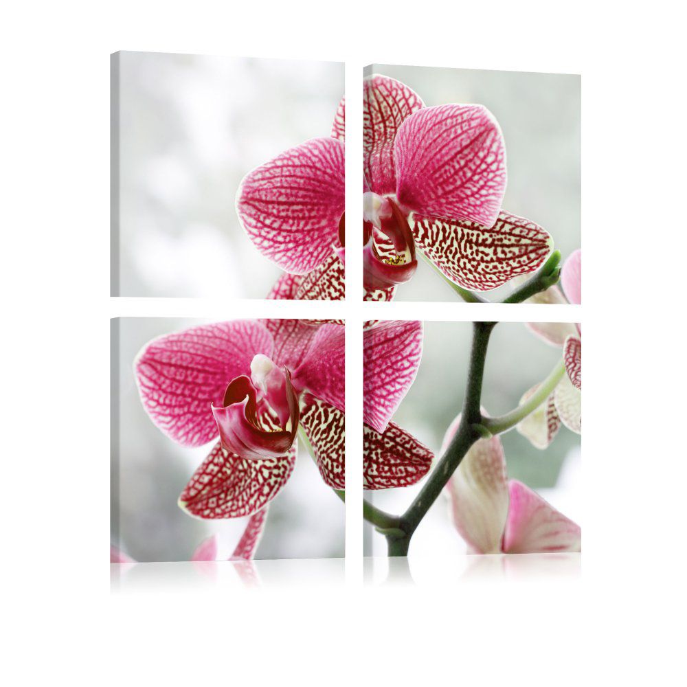 Obraz na plátně Bimago - Fancy orchid 40x40 cm - GLIX DECO s.r.o.