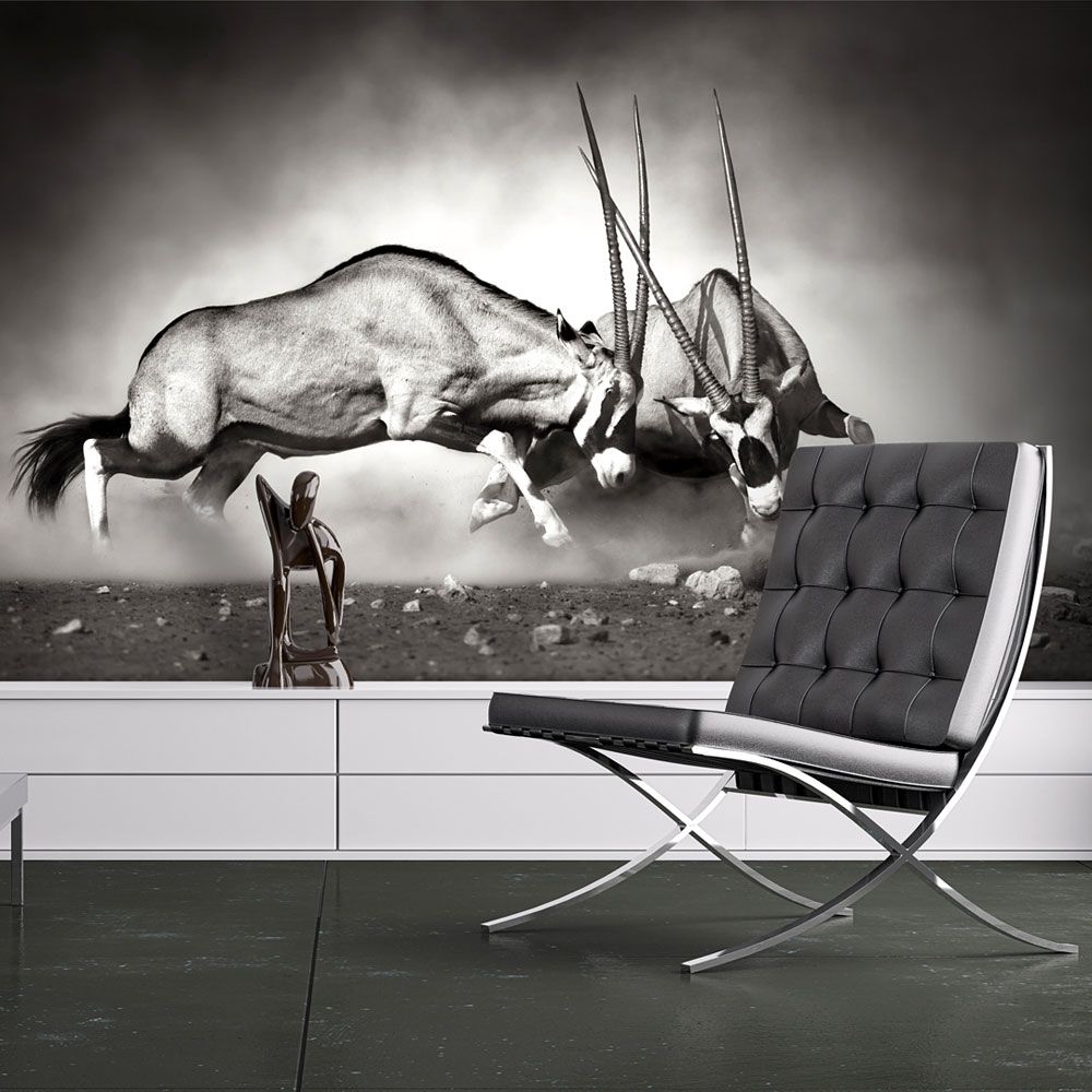 Fototapeta Bimago - Gemsbok fight + lepidlo zdarma 200x154 cm - GLIX DECO s.r.o.