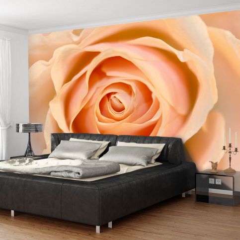 Bimago Fototapeta - Peach-colored rose 200x154 cm - GLIX DECO s.r.o.