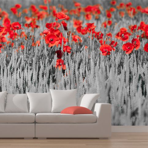 Bimago Fototapeta - Red poppies on black and white background 200x154 cm - GLIX DECO s.r.o.