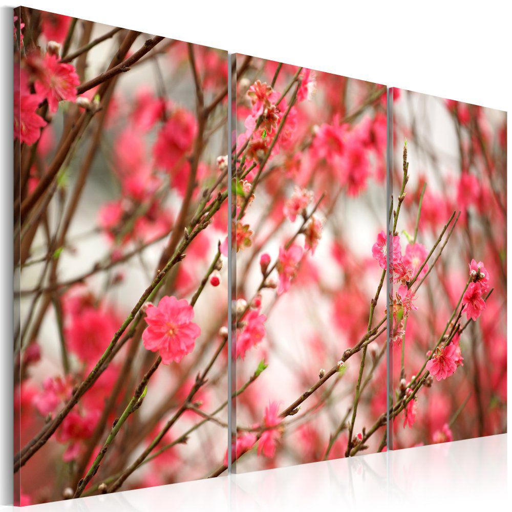 Obraz na plátně Bimago - Cherry tree branches 60x40 cm - GLIX DECO s.r.o.