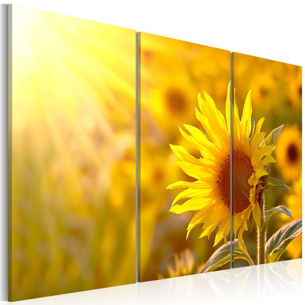 Obraz na plátně Bimago - Louka slunečnic 60x40 cm - GLIX DECO s.r.o.