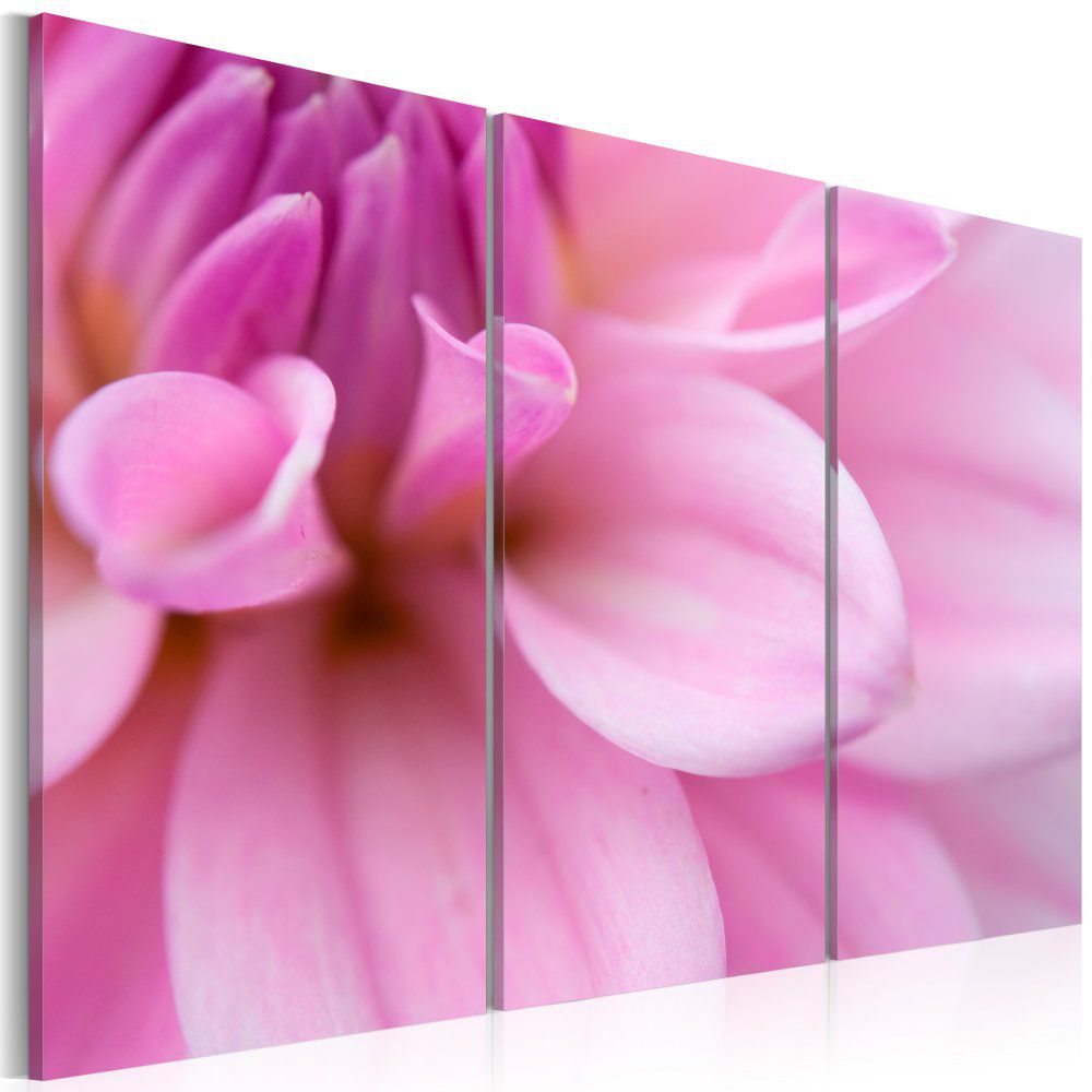 Obraz na plátně Bimago - Pink jiřina 60x40 cm - GLIX DECO s.r.o.
